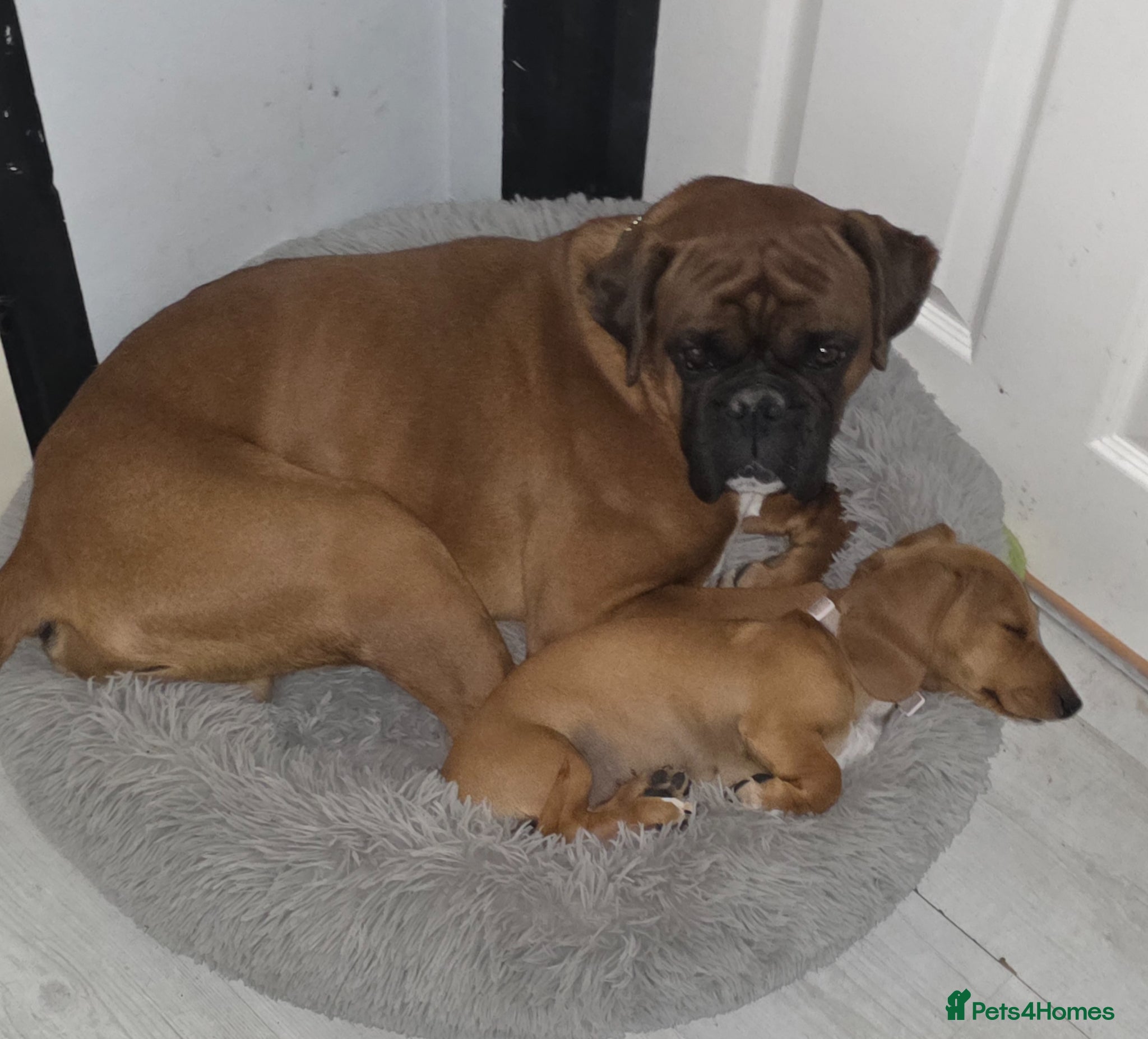 Boxer dogs Beautiful red male boxer - Advert 14