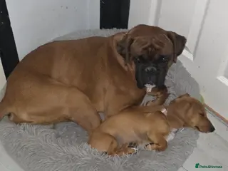 Boxer dogs Beautiful red male boxer - Advert 14