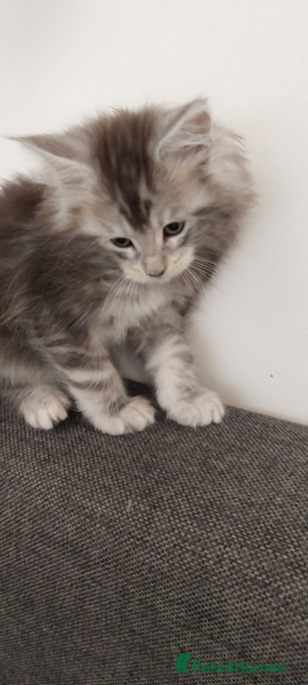 Maine Coon cats for sale: 🐈🐈🐈7 Amazing Maine coons🐈🐈🐈 - Advert 5