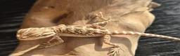 Bearded Dragon reptiles for sale: Red monster x hypo bearded dragons - Advert 8