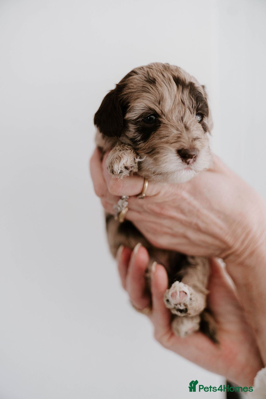 Cockapoo dogs Stunning F2B cockapoos - Advert 12