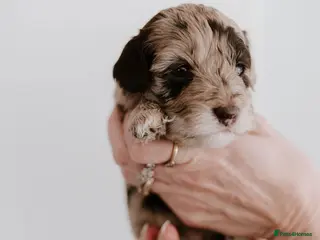 Cockapoo dogs Stunning F2B cockapoos - Advert 12