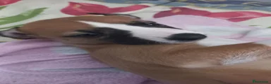 Whippet Puppy 4 (Cocoa yes please!)