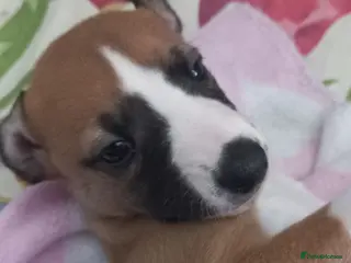 Whippet dogs 4 beautiful KC whippet puppies! - Advert 1