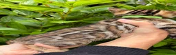 Bengal cats for sale: Stunning Bengal kittens - Advert 9