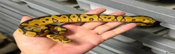 Python Snake reptiles for sale: Various royal pythons from £25 upwards  - Advert 10