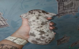 Chihuahua dogs for sale: 4 beautiful merle chihuahuas - Image 1