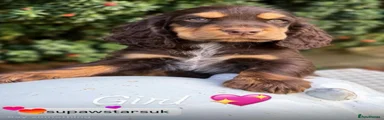 Cocker Spaniel 4