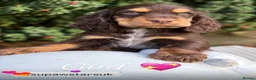 Cocker Spaniel dogs for sale: Stunning chocolate show cockers  - Advert 8