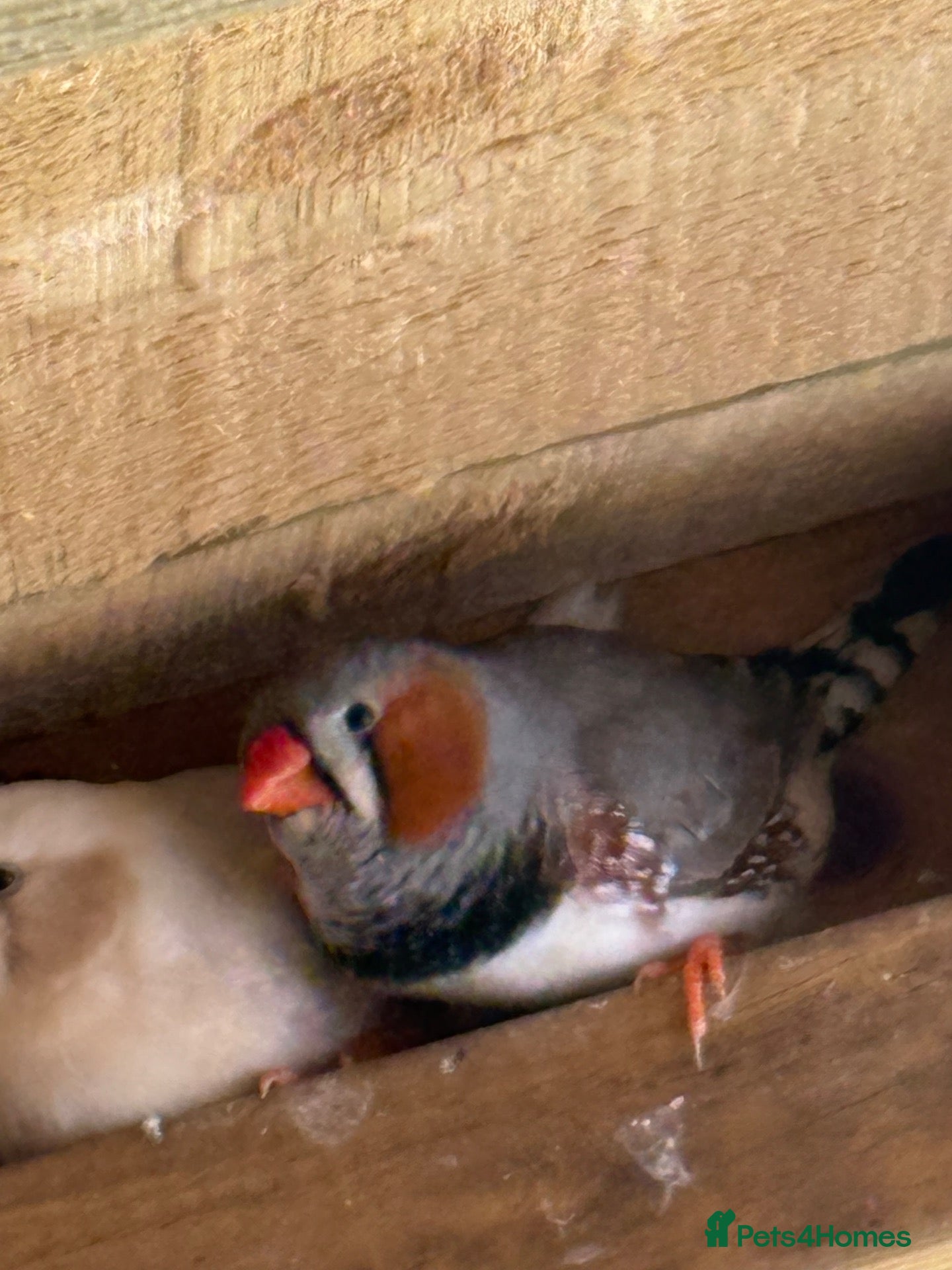 Finches birds Zebra Finches pairs - Advert 1