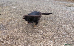 Mixed Breed dogs for adoption: ROBY, a superb puppy boy - for a Loving Home - Image 3