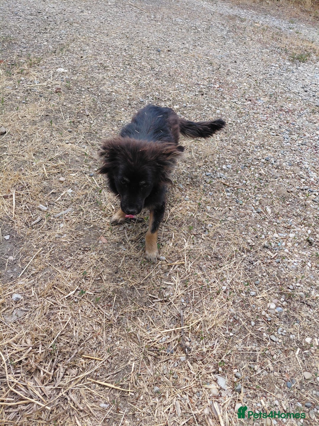 Mixed Breed dogs for adoption: ROBY, a superb puppy boy - for a Loving Home - Image 3