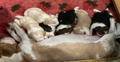 Beagle dogs Kc beagle puppies  - Advert 14