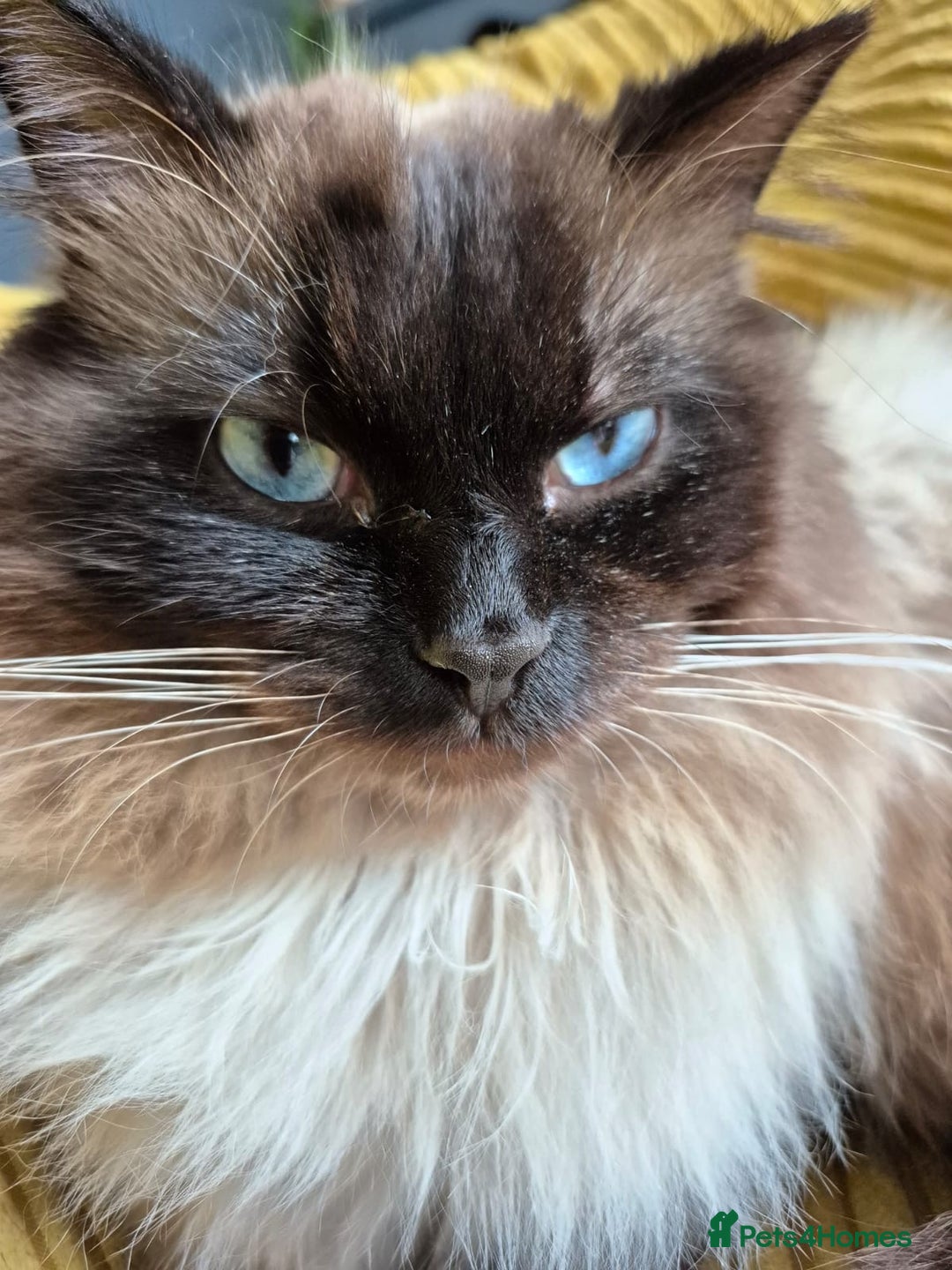 Ragdoll cats for sale: Male ragdoll looking for forever home  - Image 1