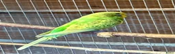 Budgerigars birds for sale: Baby Budgies for sale  - Advert 5