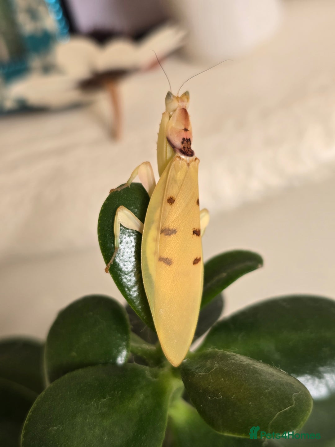 Praying Mantis invertebrates for sale: Helvia cardinalis( yellow orchid mantis) - Image 6