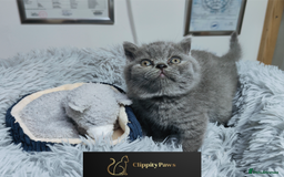 British Shorthair cats for sale: GCCF registered chunky British Shorthair kittens  - Image 7