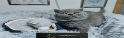 British Shorthair cats for sale: READY NOW GCCF chunky British Shorthair kittens  - Advert 7