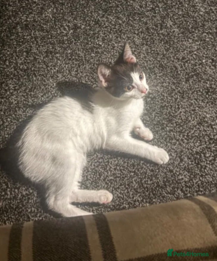 Mixed Breed cats Last kitten 13 weeks old £30 - Advert 1
