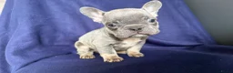 French Bulldog dogs for sale: 5 French bulldog pups - Advert 5