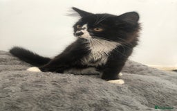 Mixed Breed cats for sale: Kitten for sale  - Image 2