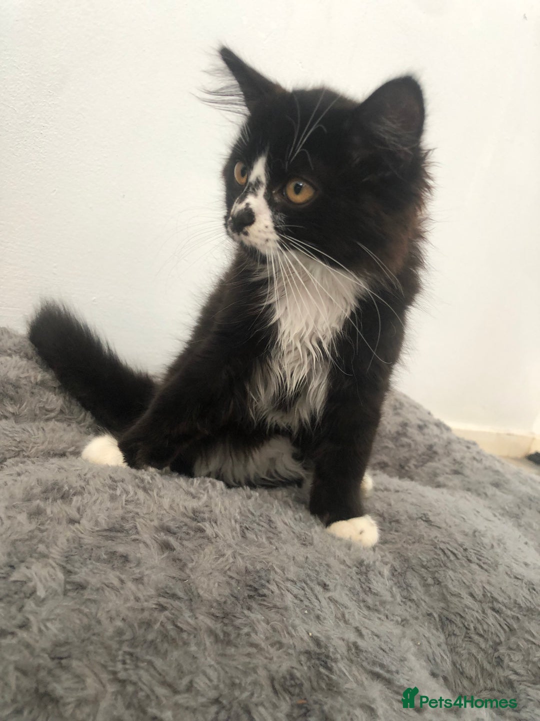Mixed Breed cats for sale: Kitten for sale  - Image 2