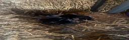 Mixed Breed cats for sale: Farm kitten - Advert 3