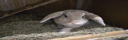 Mini Lop rabbits for sale: Gorgeous female mini lop rabbit up for sale - Advert 3