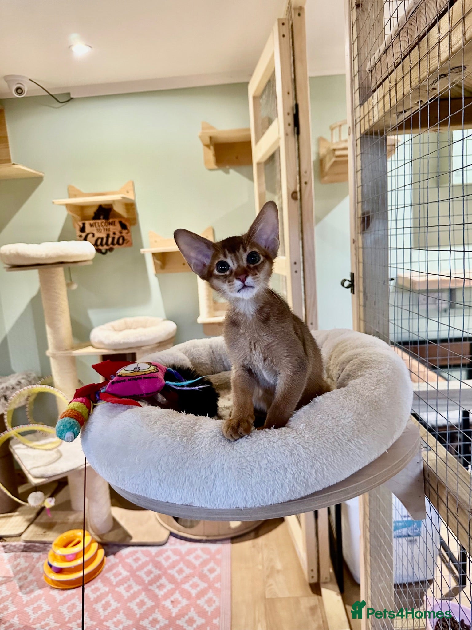 Abyssinian cats Abyssinian kittens  - Advert 7