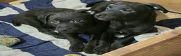 Patterdale Terrier dogs for sale: Patterdale Puppies - Females - Advert 17