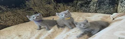 Russian Blue cats for sale: TICA full pedigree RUSSIAN BLUE kittens  - Advert 2
