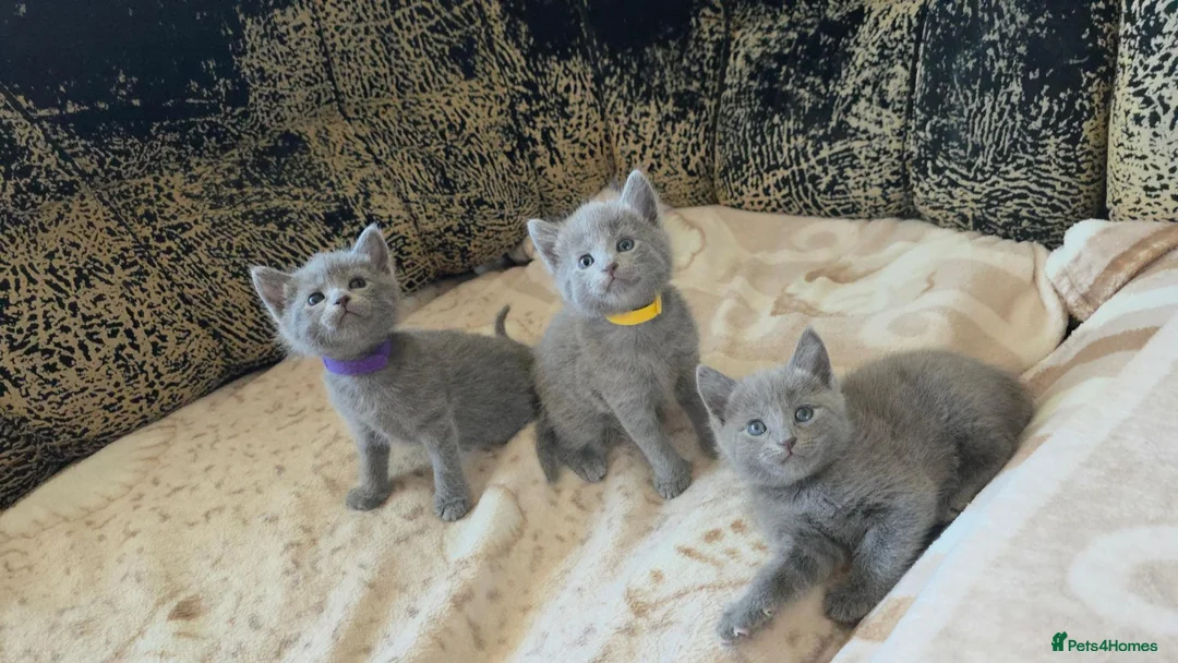 Russian Blue cats for sale: TICA full pedigree RUSSIAN BLUE kittens  - Advert 2