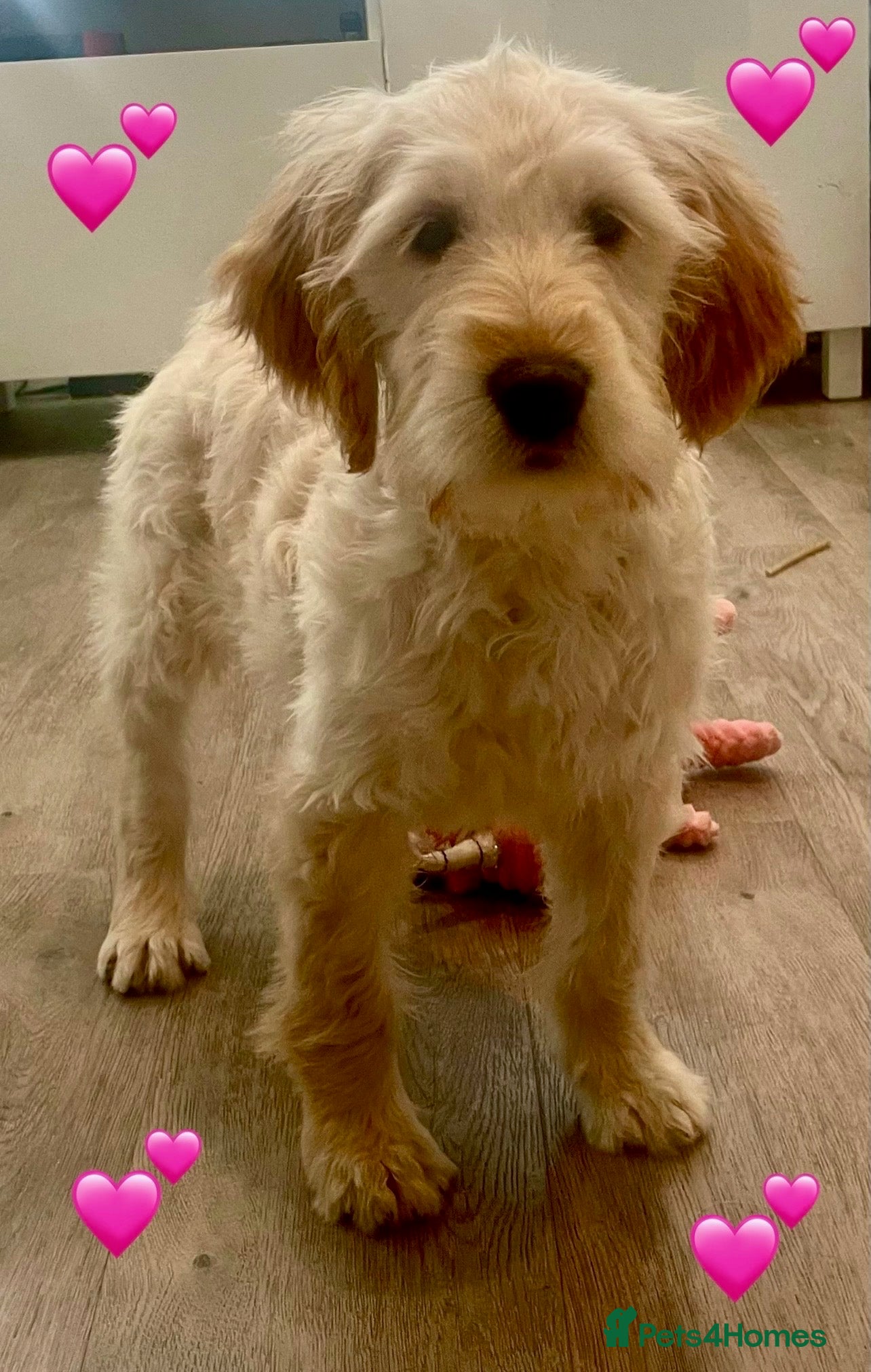 Goldendoodle dogs *LAST GIRL* F1B Goldendoodle Puppies! - Advert 5