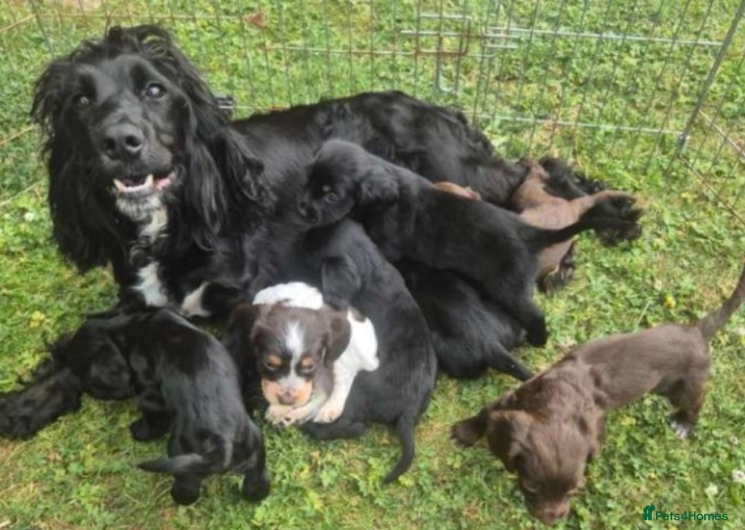 Cocker Spaniel dogs for sale: Cocker spaniel - Image 4