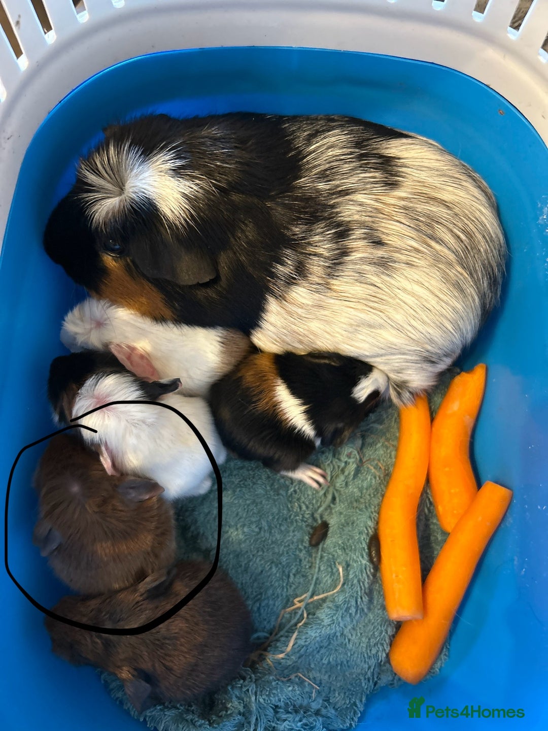 Guinea Pig rodents for sale: male 4 week old guiena pig - Advert 2