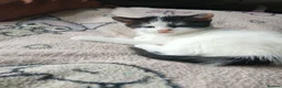 Mixed Breed cats for sale: Cute fluffy little kitten - Advert 18