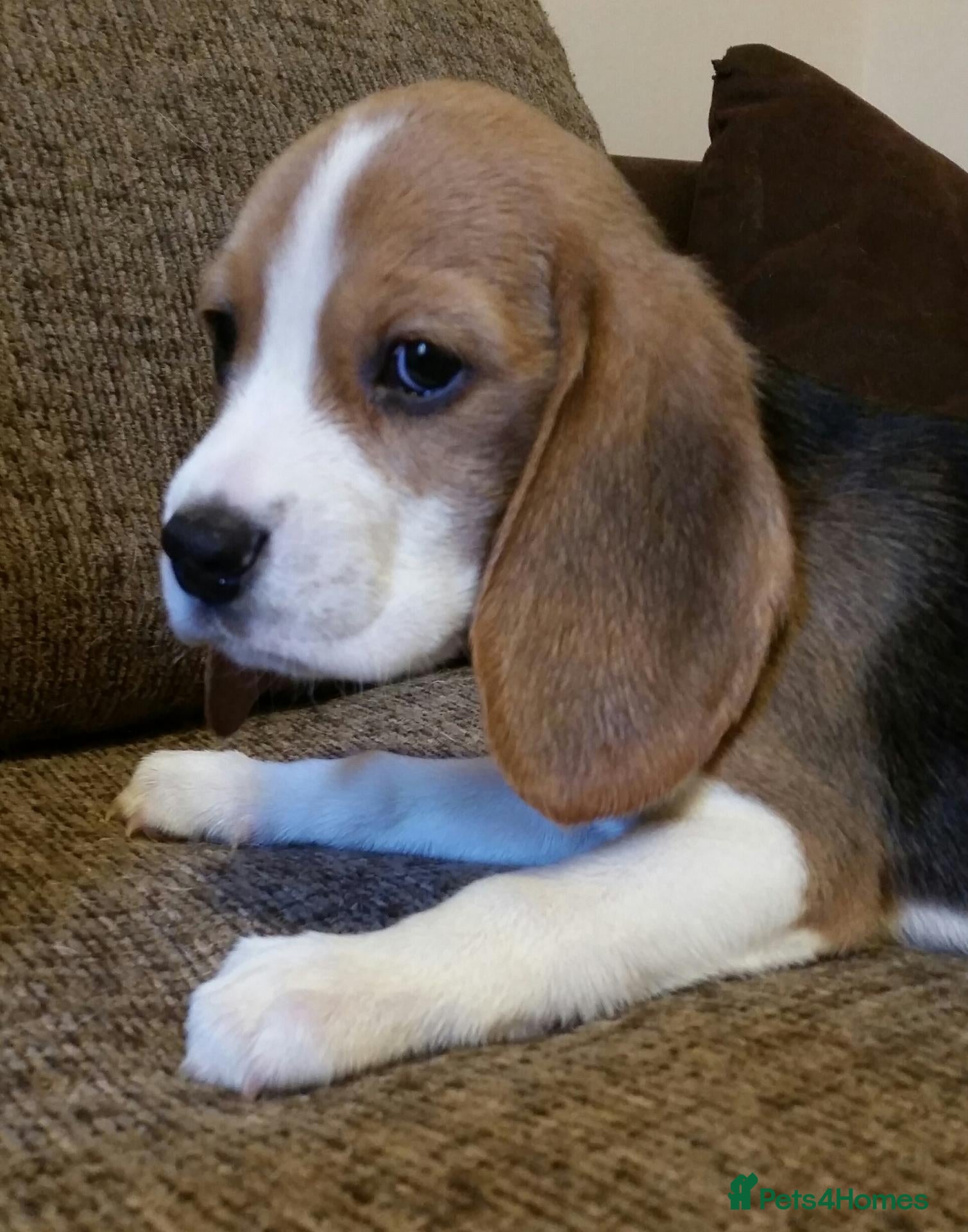 Beagle dogs for sale: Female Beagle Puppy. Read Description. - Advert 2
