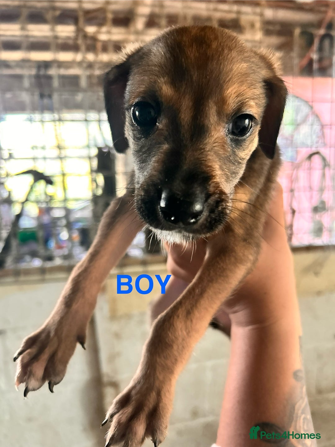 Mixed Breed dogs for sale: 10 Bedlington Whippet Puppies - 6 DOGS 4 BITCHES - Image 19