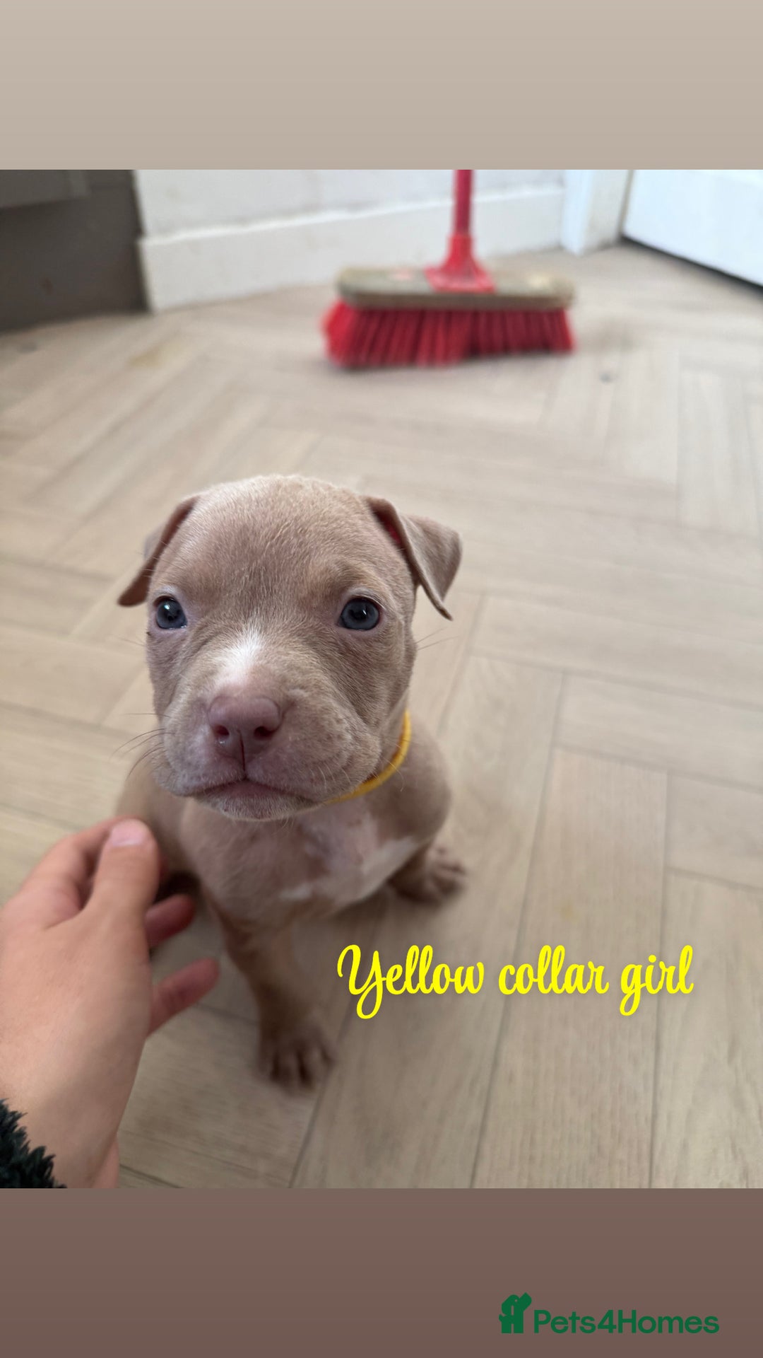 American Bully dogs for sale: 8 gorgeous American Bully pups 🐶 - Advert 15