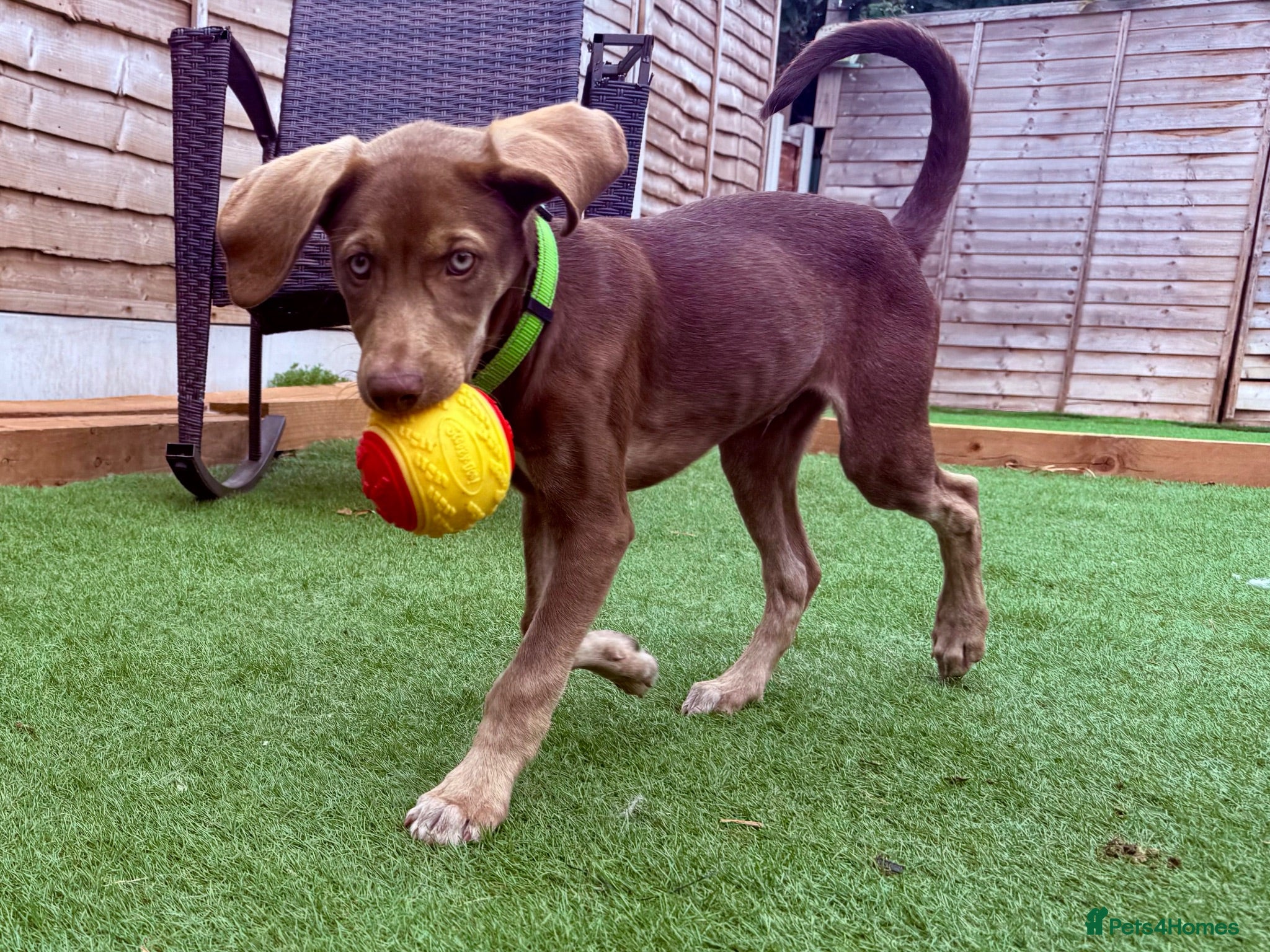 Mixed Breed dogs Waiting to Go -Stunning Husky Shepherd x Weim Boys - Advert 1