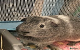 Guinea Pig rodents for sale: Guinea pigs for sale  - Advert 7