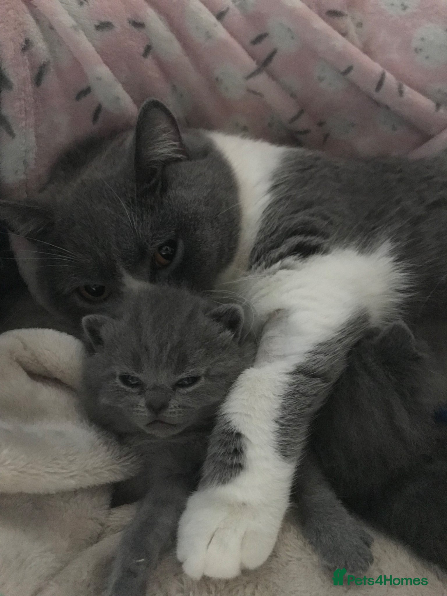 British Shorthair cats GCCF Registered Bi-colour and Blue Kittens - Advert 17