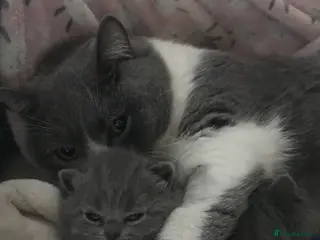 British Shorthair cats GCCF Registered Bi-colour and Blue Kittens - Advert 17
