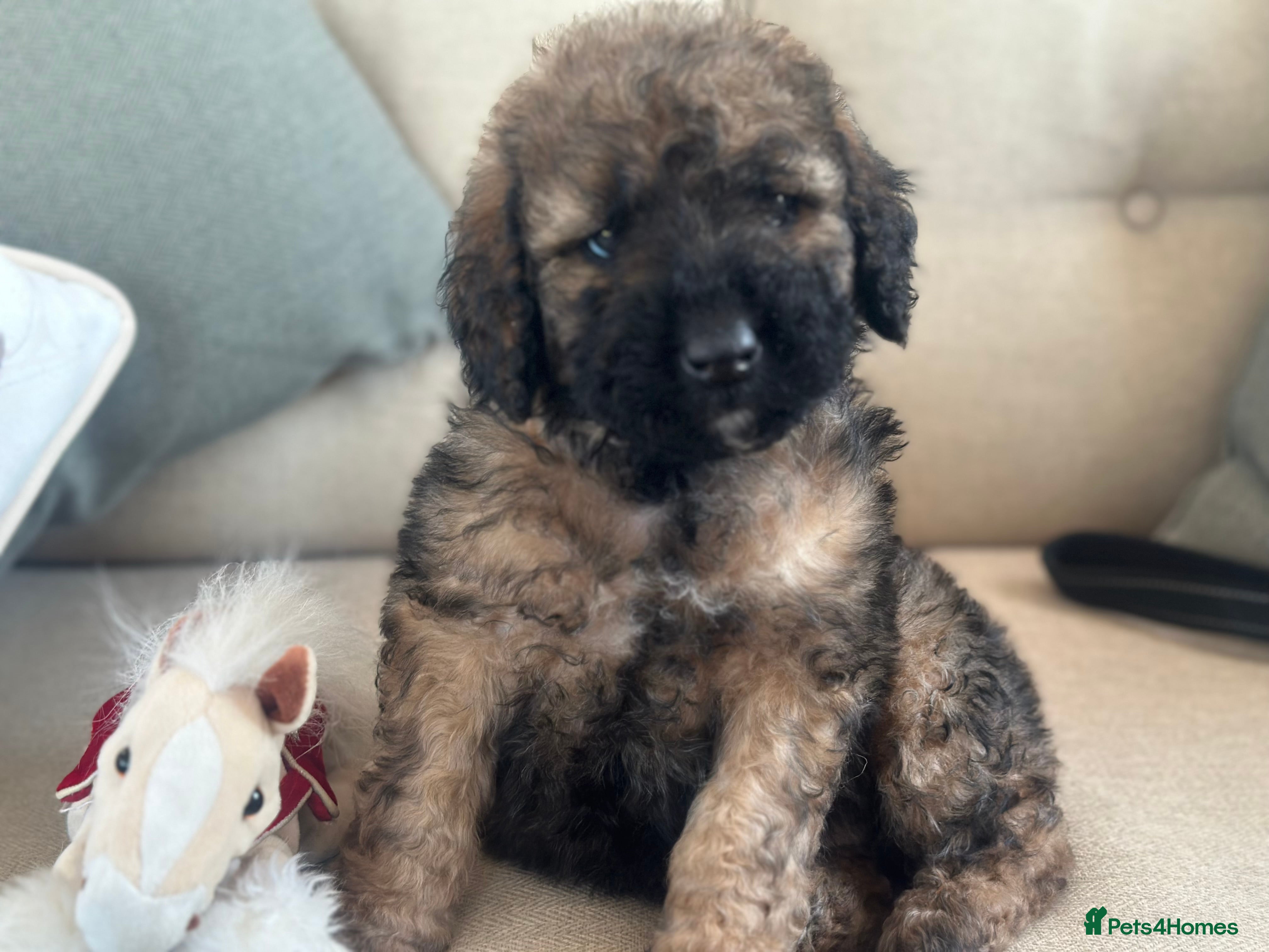 Mixed Breed dogs F1B STANDARD STBERNADOODLE FULL HEALTH CHECKED - Advert 18