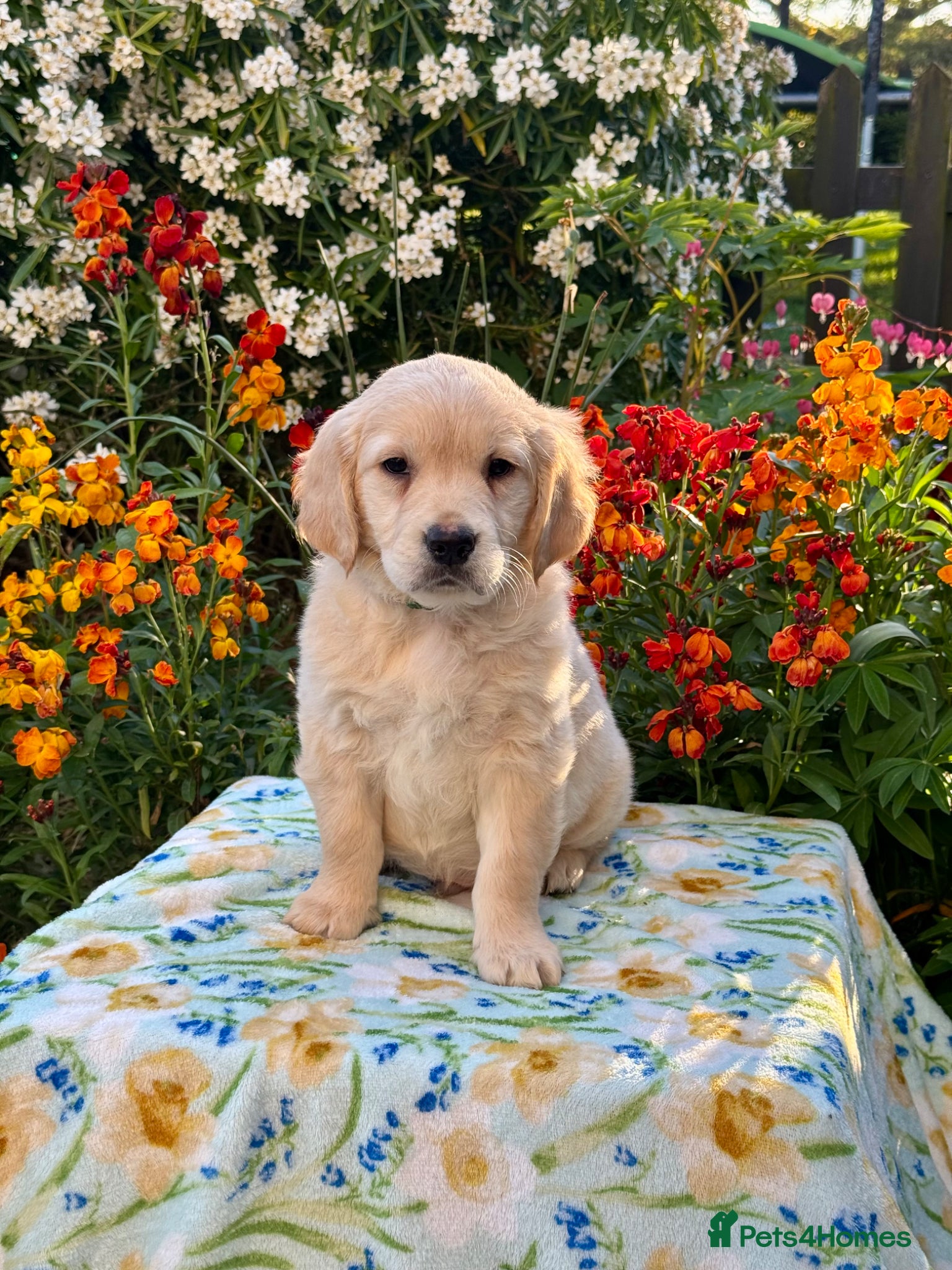 Goldendoodle dogs for sale: 1 boy left teddy bear like mini Goldendoodles  - Advert 14