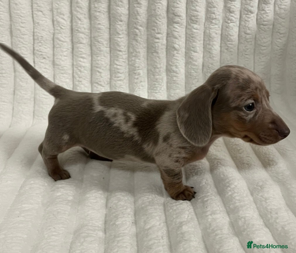 Miniature Dachshund dogs Stunning Isabella mini dachshund puppies - Advert 11