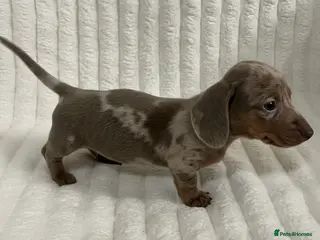 Miniature Dachshund dogs Stunning Isabella mini dachshund puppies - Advert 11
