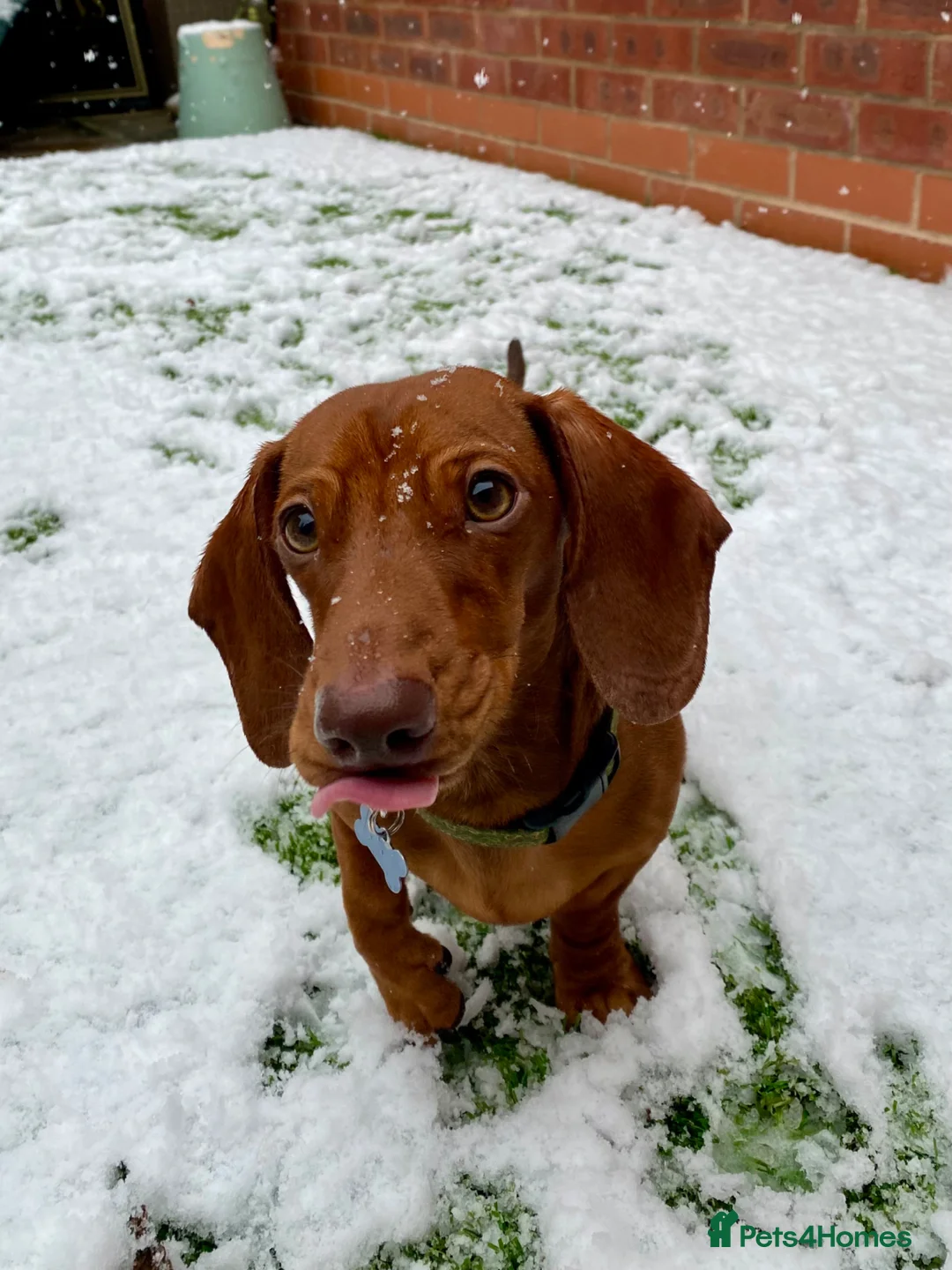 Miniature Dachshund dogs for sale: 6 year old mini dachshund looking for forever home - Advert 5