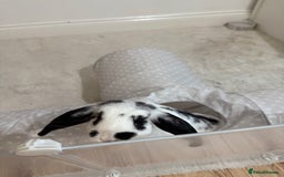 Mini Lop rabbits for sale: Mini lop rabbits for sale  - Image 10