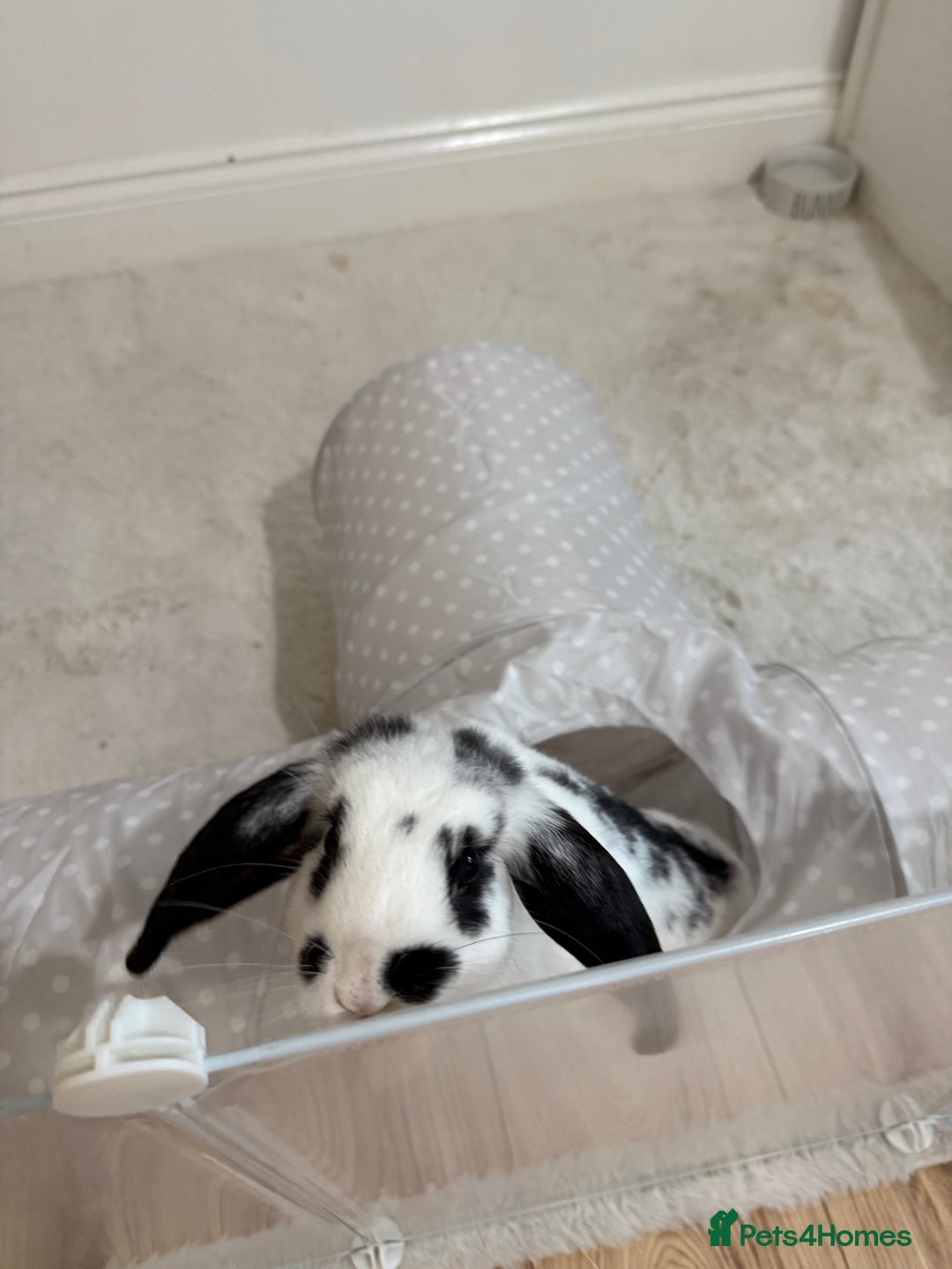 Mini Lop rabbits for sale: Mini lop rabbits for sale  - Image 10